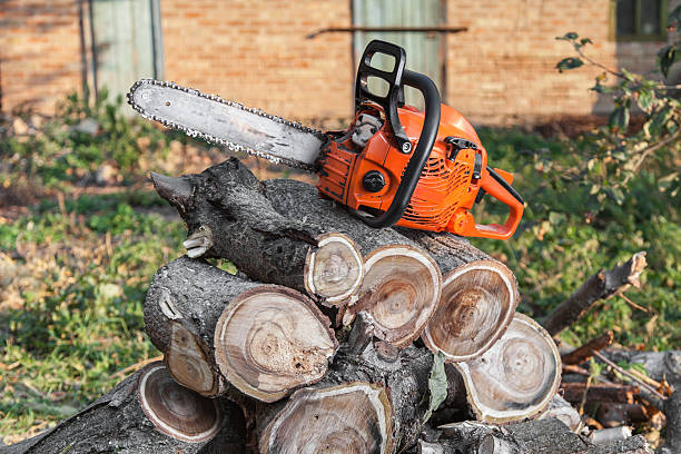 Best Dead Tree Removal  in Chesapeake, VA